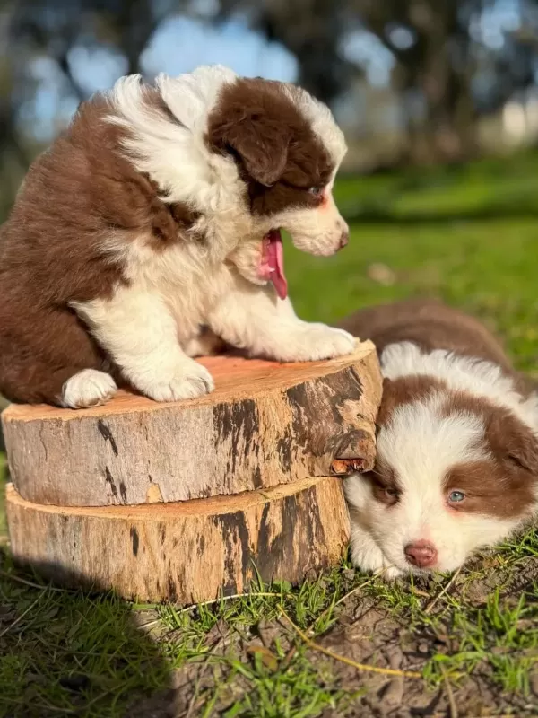 Özel Border Collie Yavrulari
