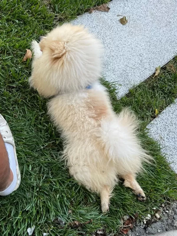 Meraklısına Pomeranian Boo
