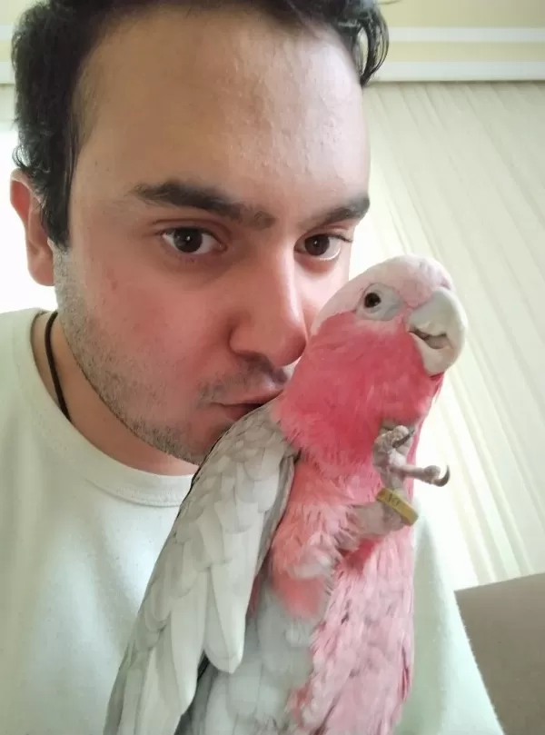 Sağlıklı Gül Kakadu