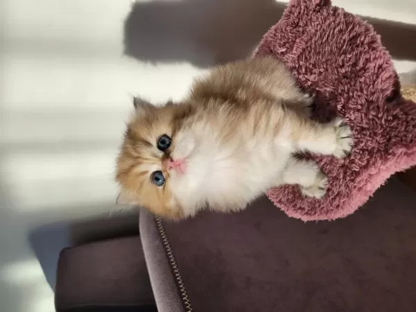 Safkan Golden British Longhair Yavrular