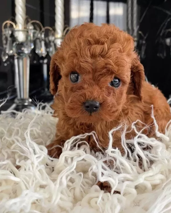 İrkinin Güzeli Toy Poodle
