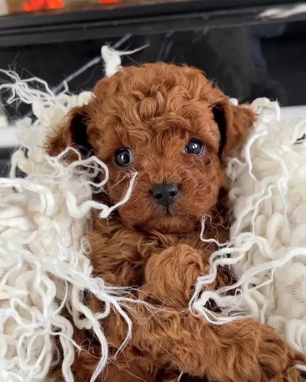 İrkinin Güzeli Toy Poodle