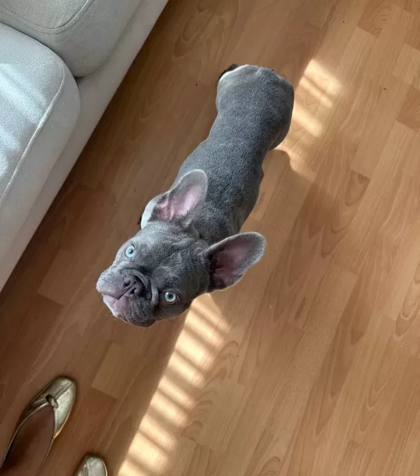 Blue Fransız Bulldog