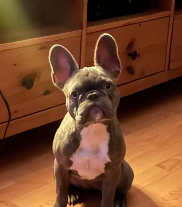 Blue Fransız Bulldog