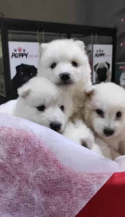 Samoyed Yavrularım Sağlık Ve Irk Garantilidir