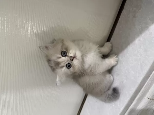 Harika Erkek Yavru Kedimiz