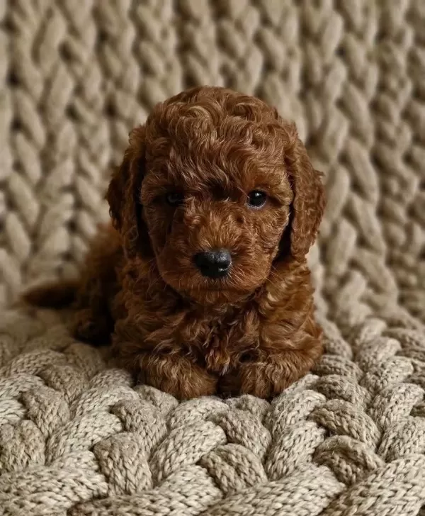 Ruhsatli Köpek Çiftliğinden Toypoodle Yavrularimiz