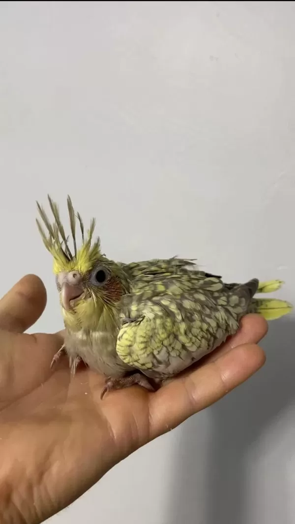 Çok Güzel Bebek Sultan Papağanlar