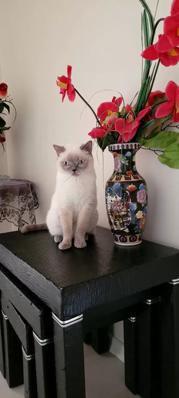 Safkan British Blue Point Dişi Erkek 2 Kedi