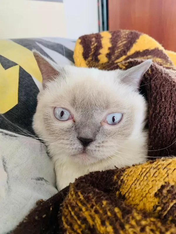 Safkan British Blue Point Dişi Erkek 2 Kedi