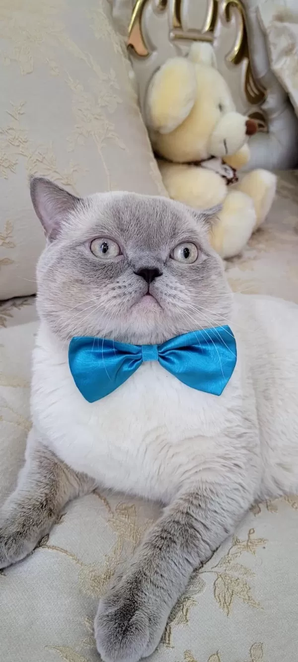 Safkan British Blue Point Dişi Erkek 2 Kedi
