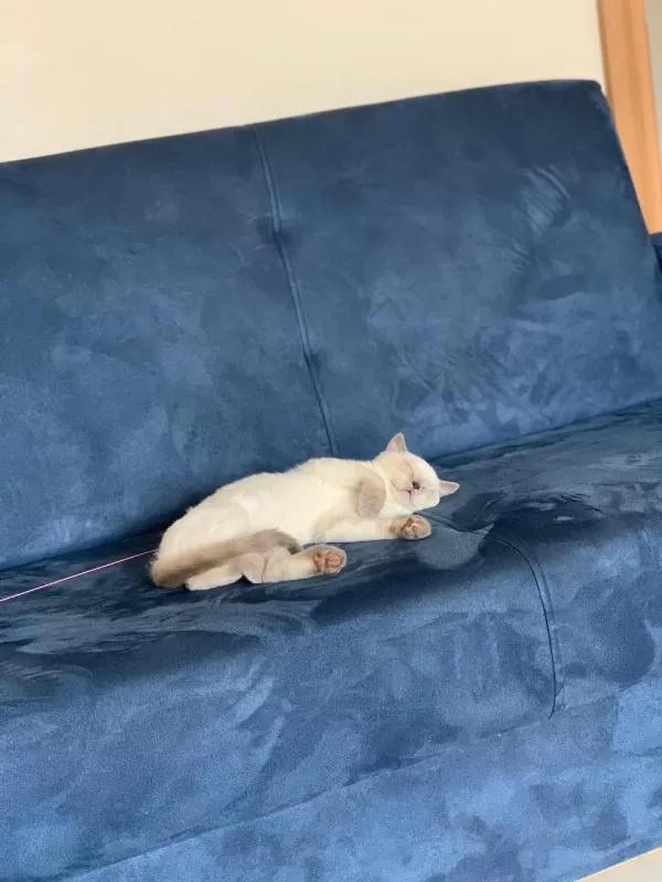 Safkan British Blue Point Dişi Erkek 2 Kedi