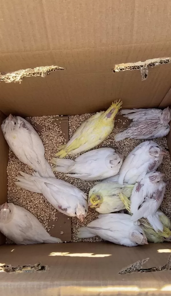 Hepsi Birbirinden Güzel Sultan Papağanlar