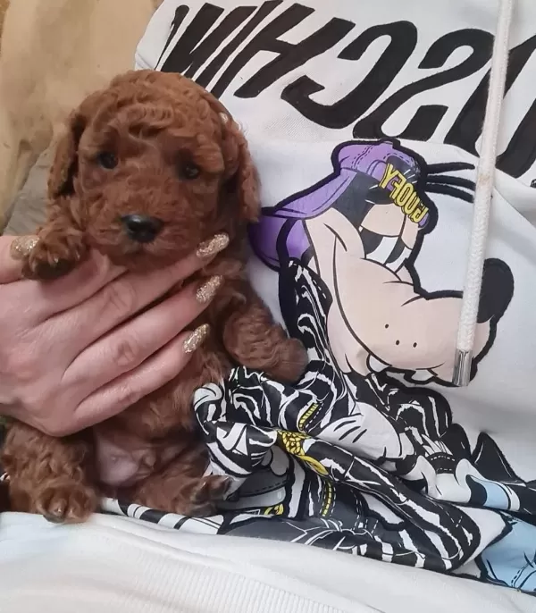 Toy Poodle Yavru Veteriner Kontrollü