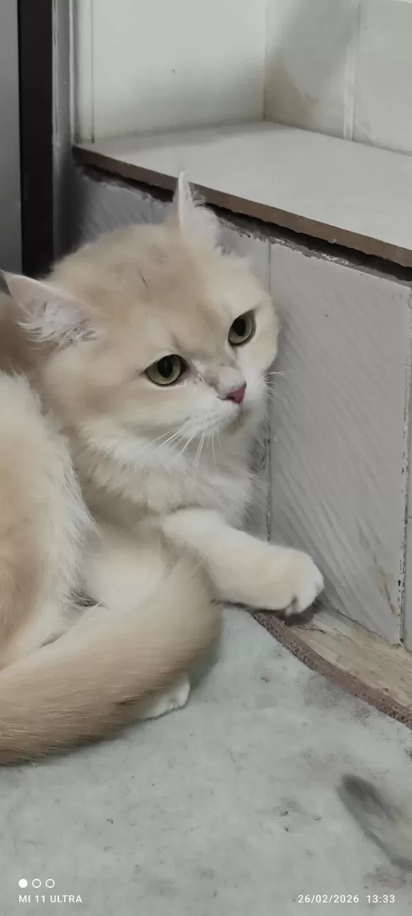 British Shorthair Cy12
