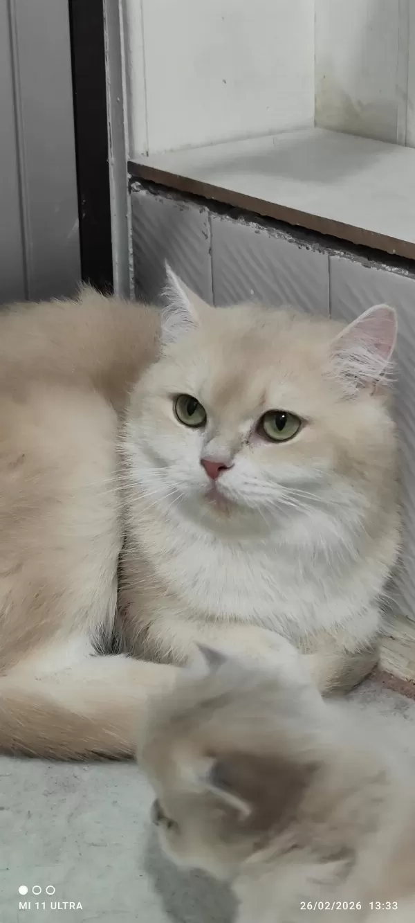 British Shorthair Cy12