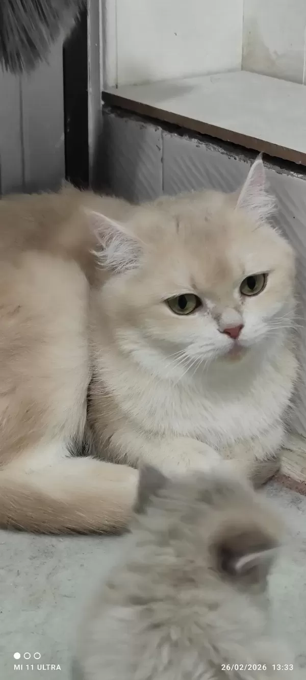 British Shorthair Cy12