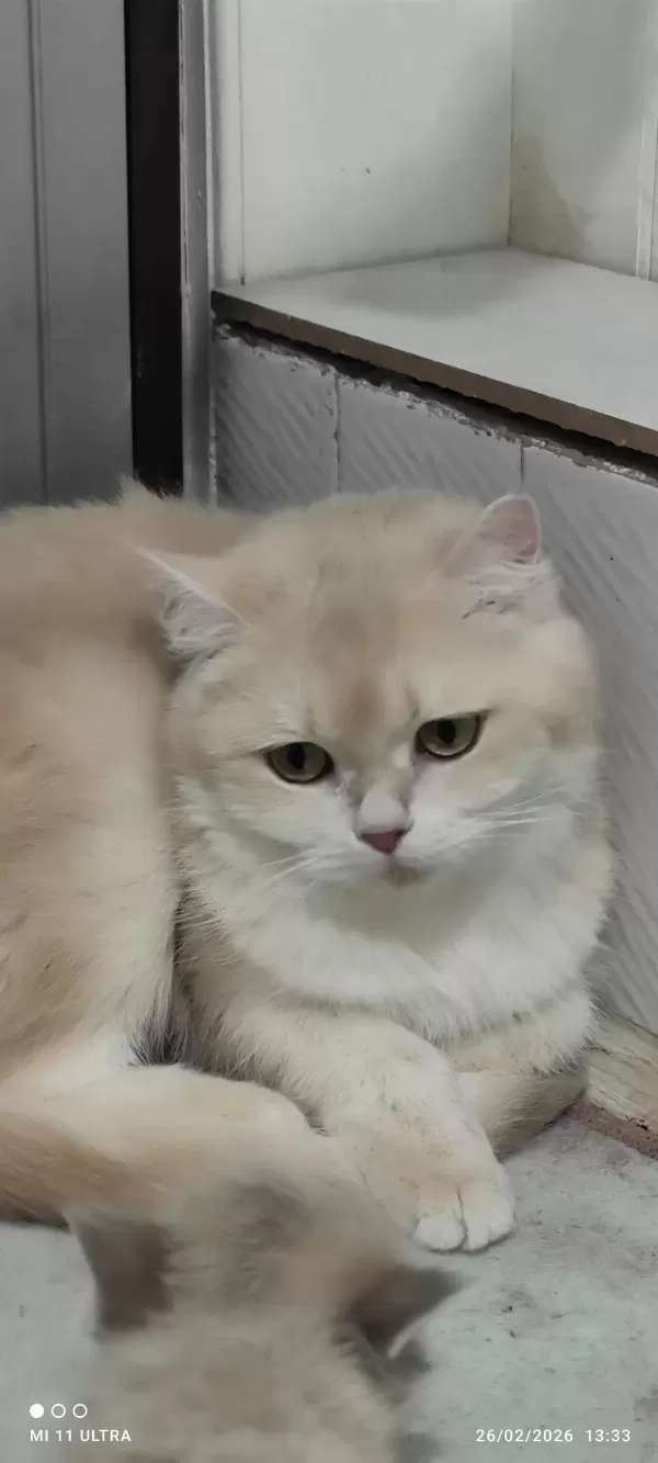 British Shorthair Cy12