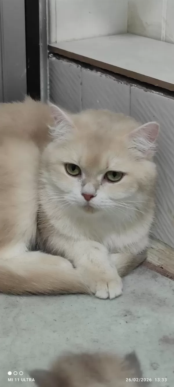 British Shorthair Cy12
