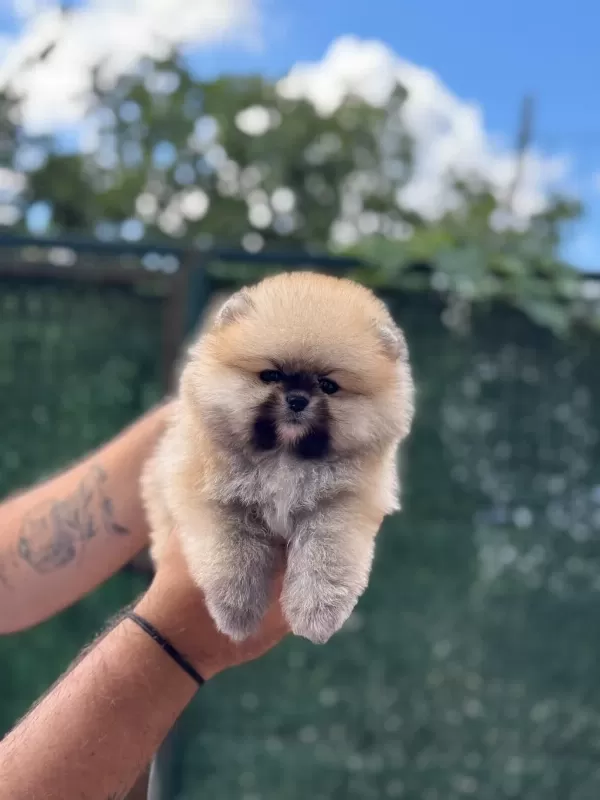 Ayıcık Surat Pomeranian Boo