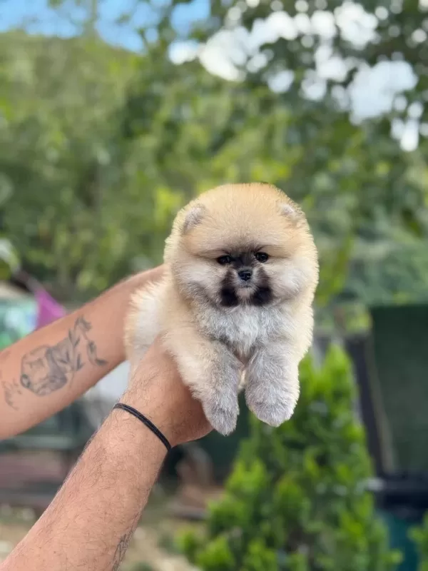 Ayıcık Surat Pomeranian Boo