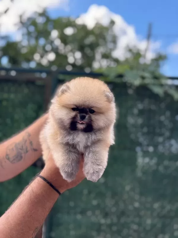 Ayıcık Surat Pomeranian Boo