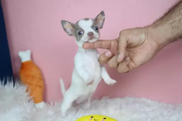 Egzotic Lilac White Chihuahua