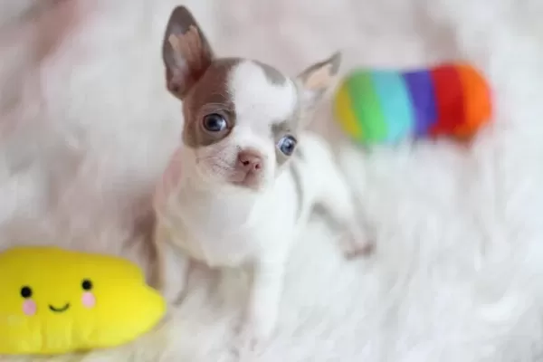 Egzotic Lilac White Chihuahua