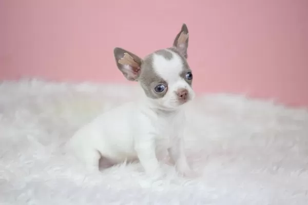 Egzotic Lilac White Chihuahua