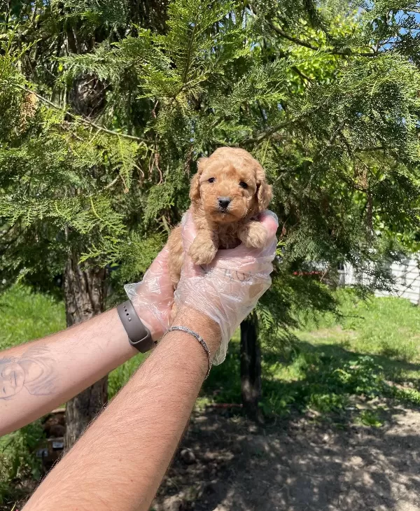 Tea Cup Toy Poodle Bebekleri̇mi̇z
