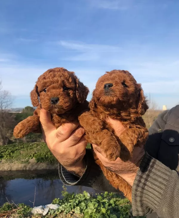 Mükemmel Irk Garantili Toy Poodle Yavrularımız