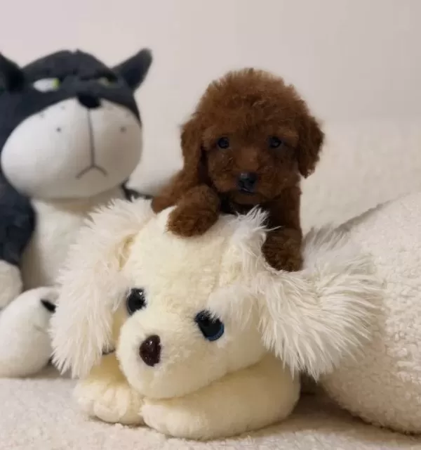 Süper Mini Toy Poodle