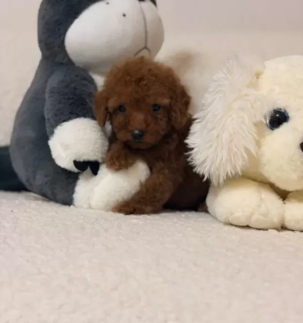 Süper Mini Toy Poodle