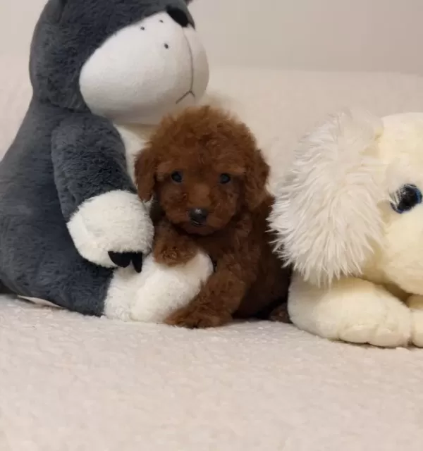 Süper Mini Toy Poodle