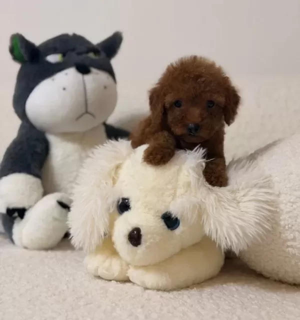 Süper Mini Toy Poodle