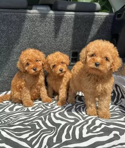 Ev Üreti̇mi̇ Toy Poodle Yavrularimiz Irk Garanti̇li̇
