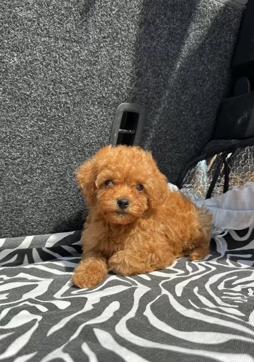 Ev Üreti̇mi̇ Toy Poodle Yavrularimiz Irk Garanti̇li̇