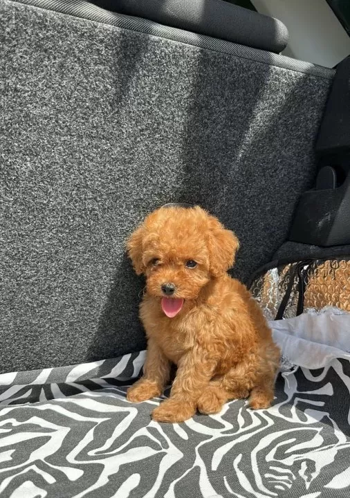 Ev Üreti̇mi̇ Toy Poodle Yavrularimiz Irk Garanti̇li̇
