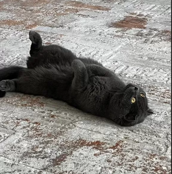 Ücretsiz Sahiplendirilecektir 1 Yaşında Scottish Fold