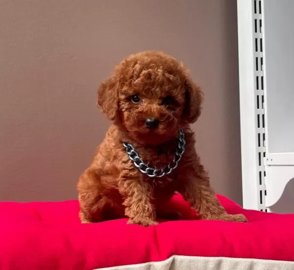 Safkan Toy Poodle Yavrularımız