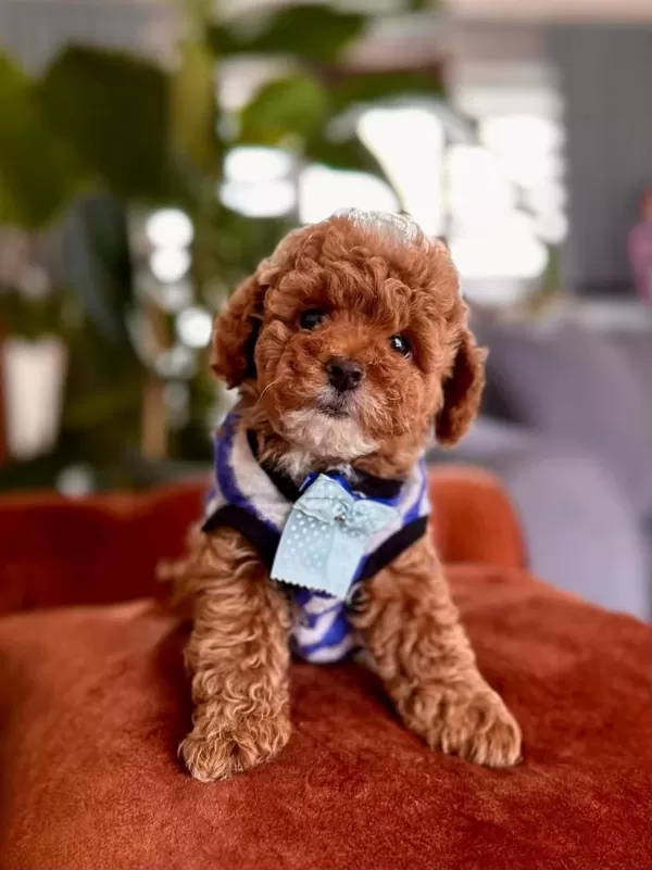 Safkan Toy Poodle Yavrularımız