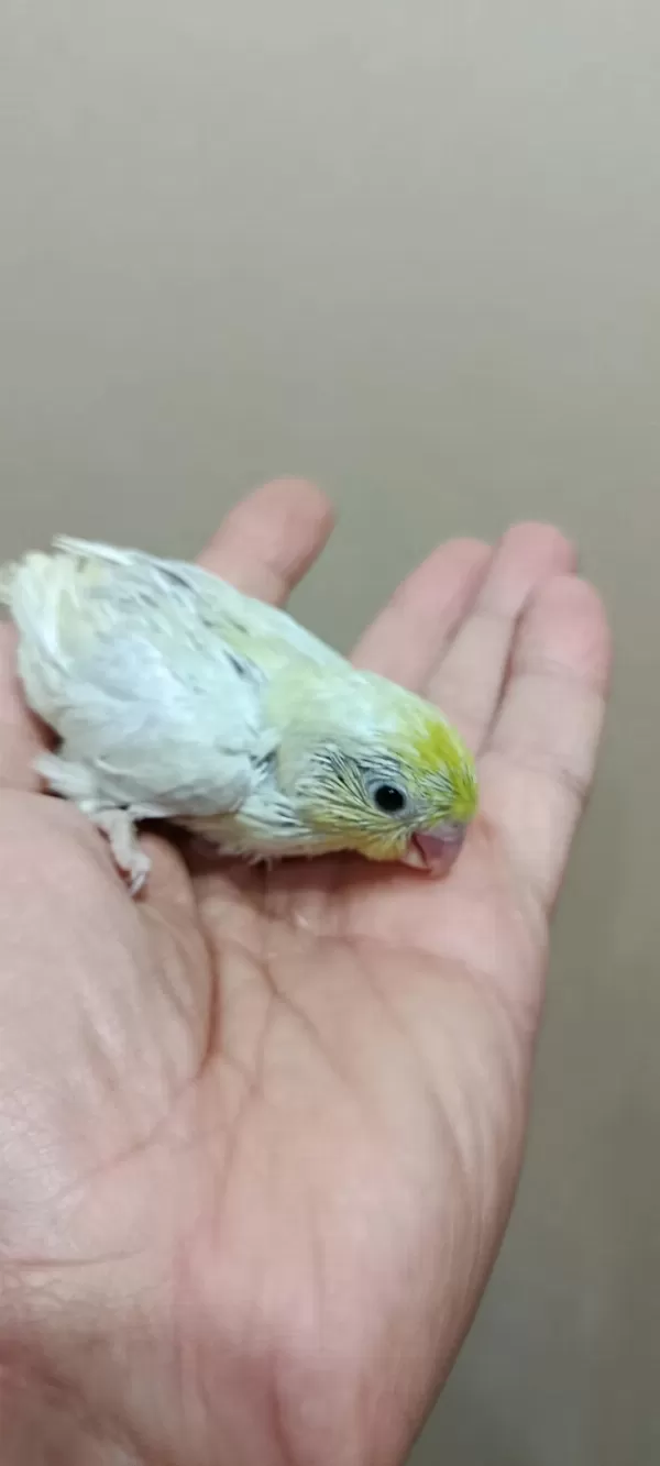 Gökkuşağı Forpus Papağanı