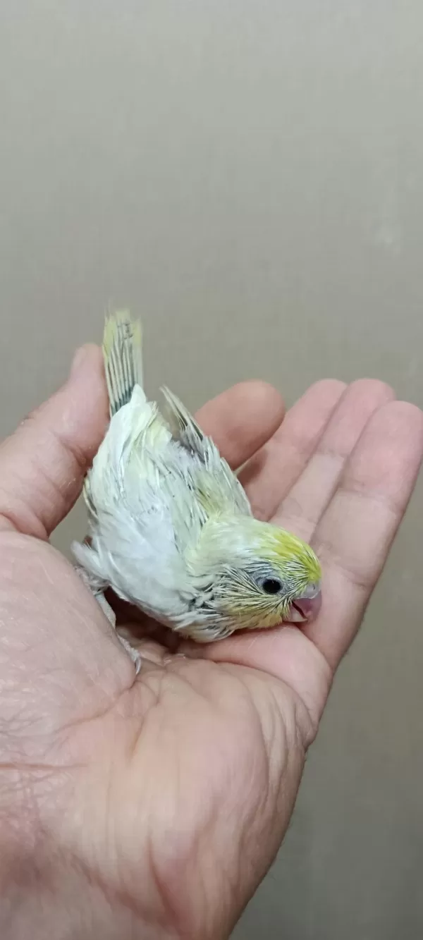 Gökkuşağı Forpus Papağanı