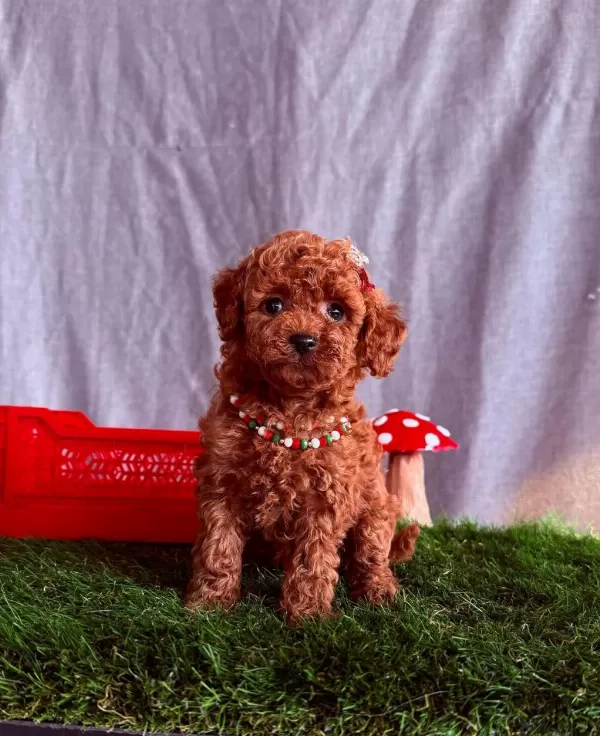 Safkan Toy Poodle Bebekler