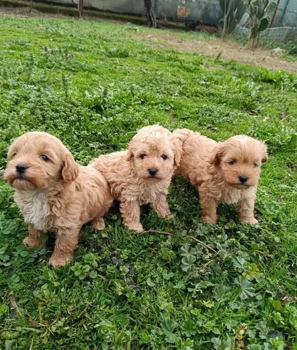 Poodle Ayarında Maltipoo Bebekler