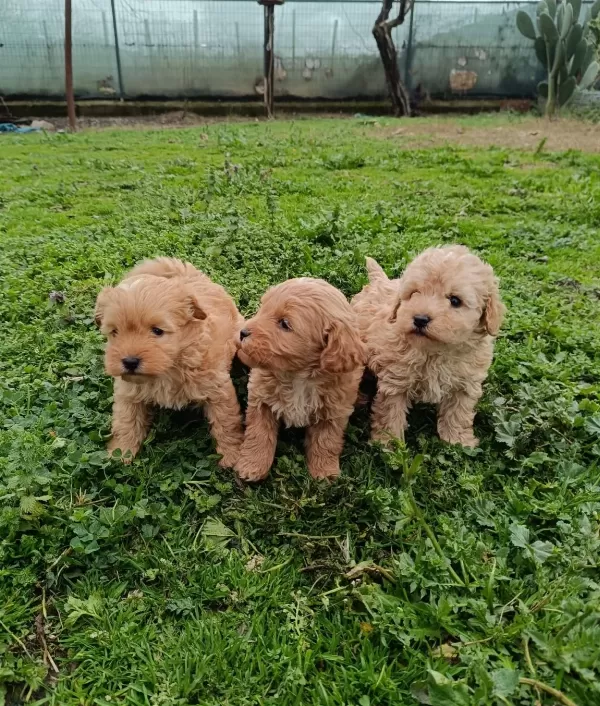 Poodle Ayarında Maltipoo Bebekler