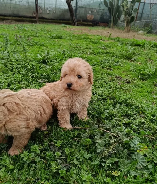 Poodle Ayarında Maltipoo Bebekler