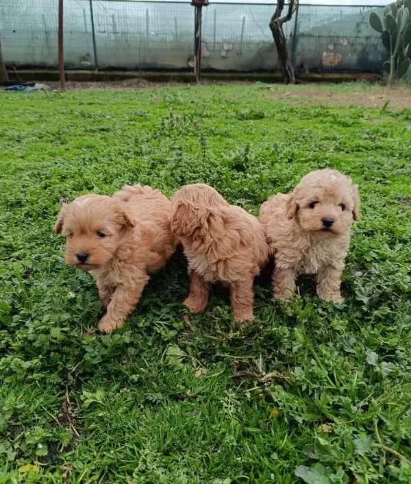 Poodle Ayarında Maltipoo Bebekler