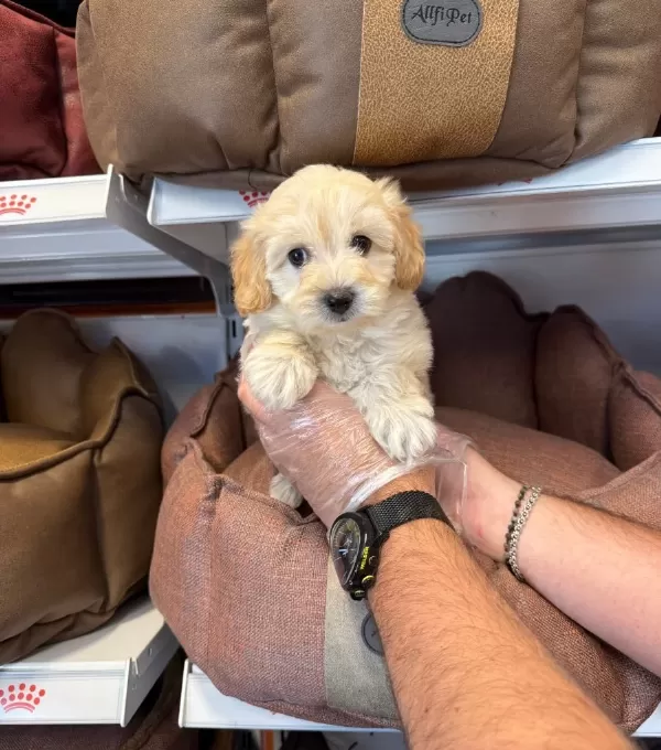 Oyuncak Surat Gerçek Malti̇poo Yavrulari