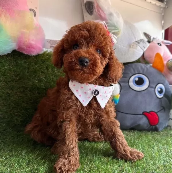Sevimli Toy Poodle Yavrularımız